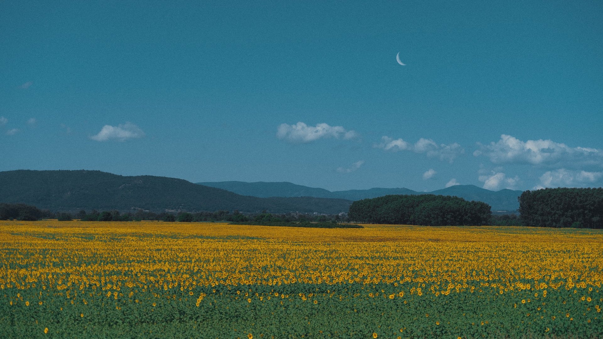 Elegant Scene with Sunflowers & Montains - Fineshare