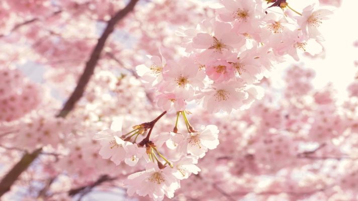 6 Colorful Spring Zoom Backgrounds: Brighten Up Your Meetings